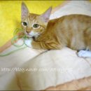 똥꼬발랄 이미지