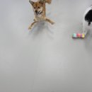 댕버랜드 이미지