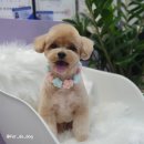 샵뽀도독 이미지