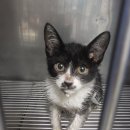 공덕 건강한 동물병원 이미지