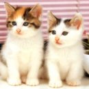 [자격증 취득과정] 방과후지도사(4) 이미지