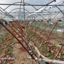 만년농장 이미지