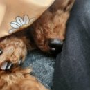 털로덮인친구들 수원시청역점 이미지