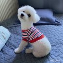 둥글개 둥글개 | 반려견 미용/장안동 <둥글개둥글개>강추 후기!