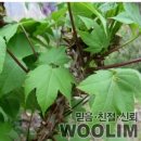 창원 신방리 음나무군 | 외유내강,음나무