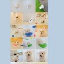 단짝멍몽 이미지