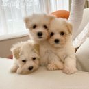 은아 펫 타운 이미지