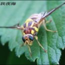 파리 이미지