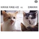 수현미장 | 신죠 사사게요(심장을 바쳐라