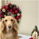 아미고펫 이미지