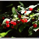 소풍가든 이미지