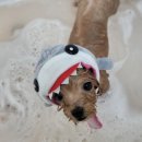 댕글멍글 이미지