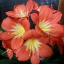 예쁜 화분 두 개-이마트 꽃집에서 선물한 부활절 꽃 이미지