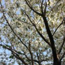 산딸나무와 꽃산딸나무(미국산딸나무] 이미지