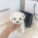 드림독 강아지분양 안심분양센터 잠실점 이미지