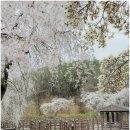 소로2-법동17 | 대전 수양벚꽃 명소 법동소류지