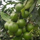 다정이네 이미지