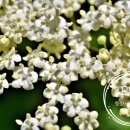 으뜸행정사 이미지