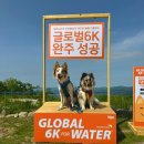 댕댕택시 | 2025 댕댕트레킹 총정리 (뚜벅이 교통 하이원리조트 마운틴콘도 )