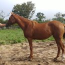 성진목장 이미지