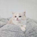 멍냥스타 강아지분양 고양이분양 이미지