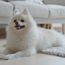 다올동물병원 이미지