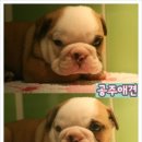 공주애견&Black Dog 이미지