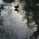 개팔자 상팔자 이미지