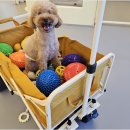 리치펫하우스 이미지