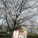(주)천지조경 | 서울 근교 의정부 벚꽃 카페 명소 '카페 여로' 개화 시기 이번주 절정! (실시간 방문, 주차, 주말)