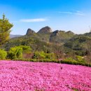 진안 꽃잔디동산: 아름다운 꽃과 자연 이미지