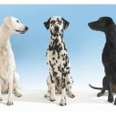 예쁜강아지 이미지