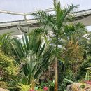 부천호수식물원 수피아 이미지