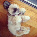 시츄언니 이미지