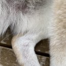 (주)터보코리아 | 강아지 피부를 위해서 집먼지 진드기 박멸에 나선다,레이캅 청소기 내돈 내산 리얼 후기