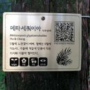우로지 자연숲 황토길 이미지