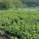 재분농장 이미지