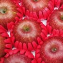 꿋꿋한농원 이미지