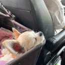 별고을테마파크 | 성주 별고을테마파크 카라반 후기 애견동반 가능!!