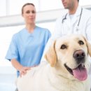 통일동물병원 이미지