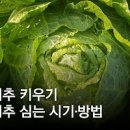 김장배추 심는시기 & 가을배추 파종시기 중요성 이미지