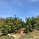 진명농원 이미지