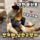 냥플레이스 | [캣카페 낭만고양이] 대전 둔산동 카페 둔산동고양이카페 귀여운 힐링카페,낭망고양이 후기