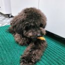 버블독스 부산대점 이미지