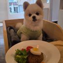 카페멍스 | 대전 애견동반 식당 맛집 카페 비래키키 멍스테이크 후기