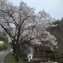 진안사람이야기 | 전북 가볼 만한 곳 봄나들이 가볼 만한 곳 벚꽃 구경하기 좋은 곳 진안 마이산 다녀온 후기.