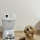 펫테크 | 강아지 자동급식기 추천 외출 걱정 줄여준 수린펫 자동급식기 후기