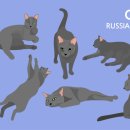 동물사랑애견샵 이미지