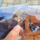 낙지락지 이미지