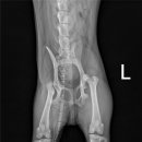 둔산동물병원 이미지